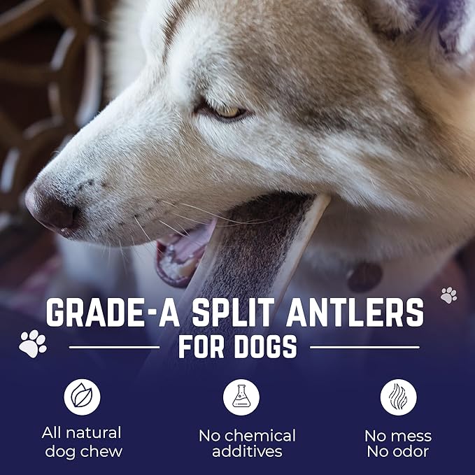 Devil Dog Pet Co. Split Elk Antlers for Dogs, Natural Dog Chew with Exposed Marrow - Long Lasting and Odor Free - USA Sourced - Cleaner Teeth, Anxiety & Boredom Relief - Large 6"+ - Antler Bone