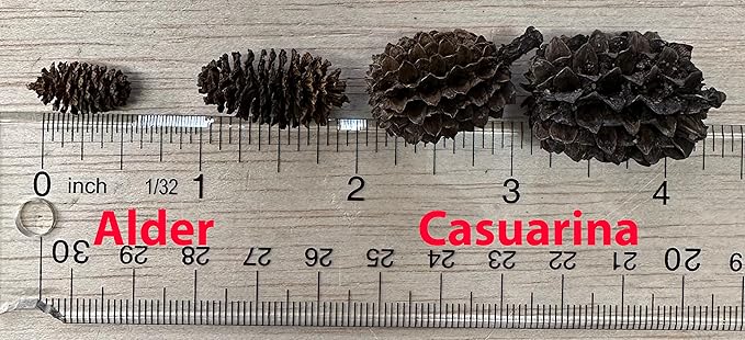 Alder & Casuarina Cones Betta Shrimp Tank Promotes Natural Habitat, Breeding, Tannin Producing Improves Immunity, Easy to Use, by Awesome Aquatic (50-25 ea Alder/Casuarina)