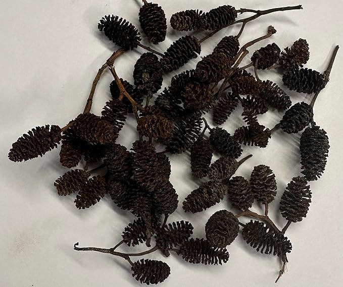 Alder & Casuarina Cones Betta Shrimp Tank Promotes Natural Habitat, Breeding, Tannin Producing Improves Immunity, Easy to Use, by Awesome Aquatic (50 Pack Alder)