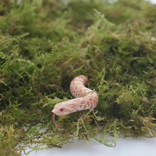 Snake Bedding 8oz Natural Moss Substrate, Humidity Control Reptile Tank Litter for Corn Snakes, Geckos & Small Reptiles, Odor Control Pet Tank Accessories