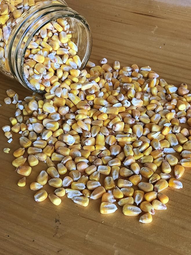 Ernst Grain & Livestock Whole Corn – Perfect Feed for Deer, Squirrels, Chickens, Ducks, Rabbits, Geese, and More! 10lbs