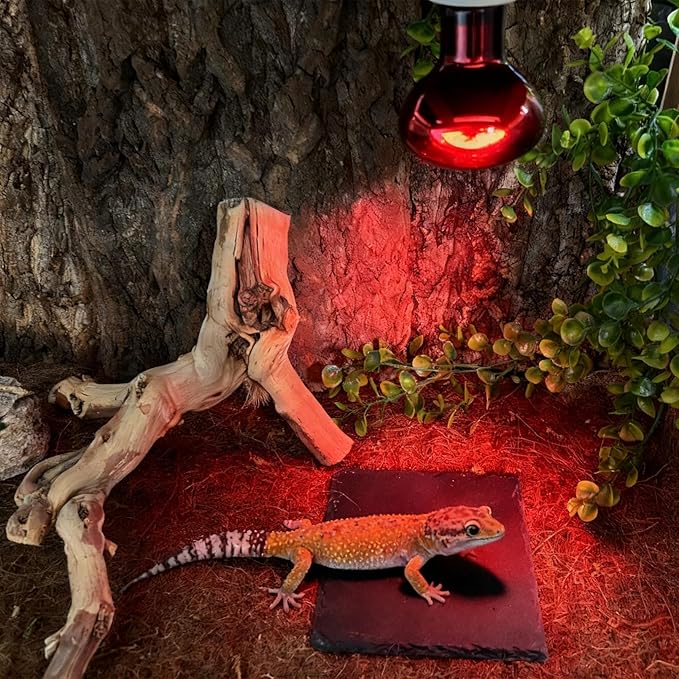 Reptile Basking Platform 6.0''x6.0'' Turtle Rock Plate Slate Food Feeding Dish Bowl Bathing Resting Terrace for Chameleon Lizard Bearded Dragon Gecko Snake Frog Newt (6.0''/15CM)