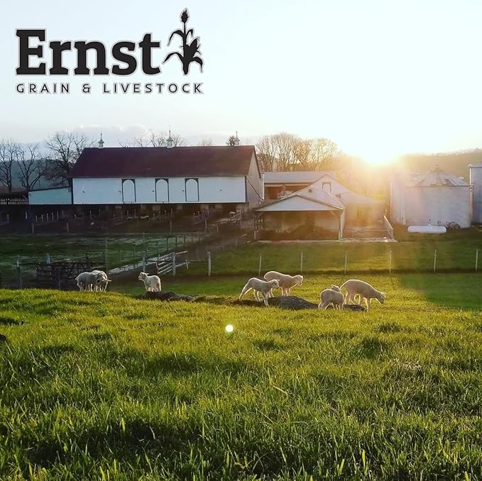 Ernst Grain & Livestock Whole Corn – Perfect Feed for Deer, Squirrels, Chickens, Ducks, Rabbits, Geese, and More! 10lbs