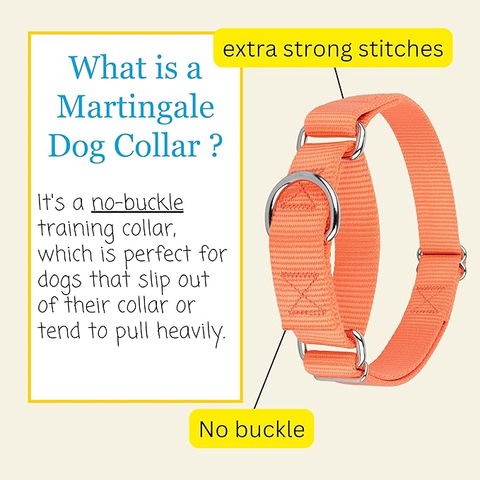 Country Brook Petz - Martingale Dog Collar - Heavy-Duty Training Collar with No Buckle - Service Dog Collar for All Pups - 20 Vibrant Colors (Mango, 1 Inch, Large)