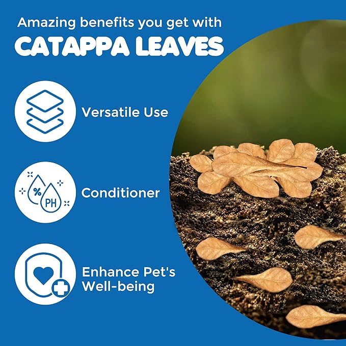 SunGrow 100 Pcs Mini Catappa Indian Almond Leaves for Betta Fish Aquarium, Shrimp, Frogs, Improves Habitat, Gives Tea Color, Helps in Lowering Aquarium Water pH, Improves Immunity
