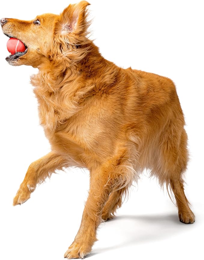 Playology Dog Toys | Squeaky Chew Ball for Dogs | Beef Scented Medium Dog Ball | Bouncy Floating Chew Toys for Fetch