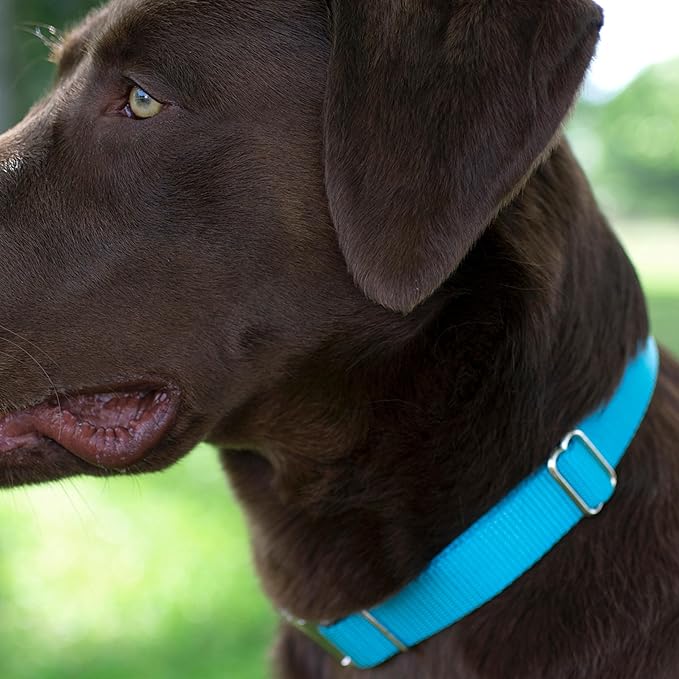 Country Brook Petz - Martingale Dog Collar - Heavy-Duty Training Collar with No Buckle - Service Dog Collar for All Pups - 20 Vibrant Colors (Ice Blue, 1 Inch, Large)