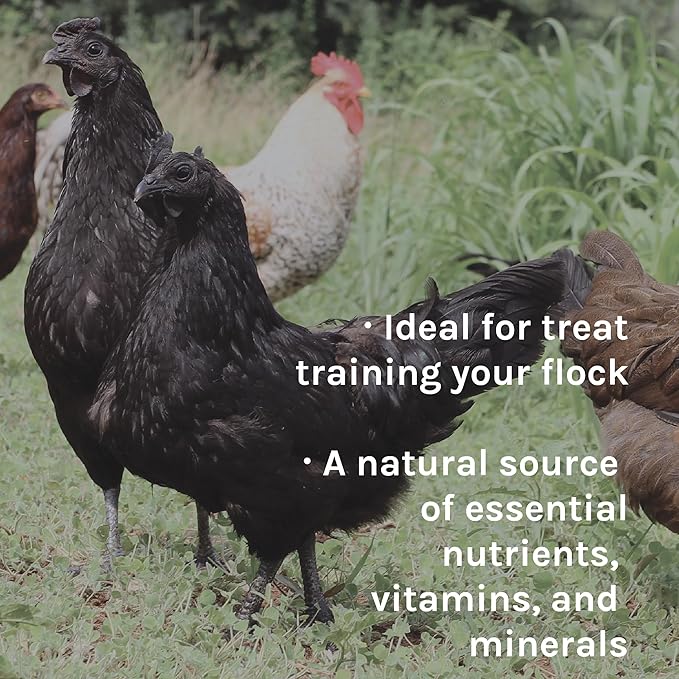 New Country Organics | Chicken Feed | Scratch Feed for Adult Poultry | Soy-Free | 9% Protein | Certified Organic and Non-GMO | 40 lbs