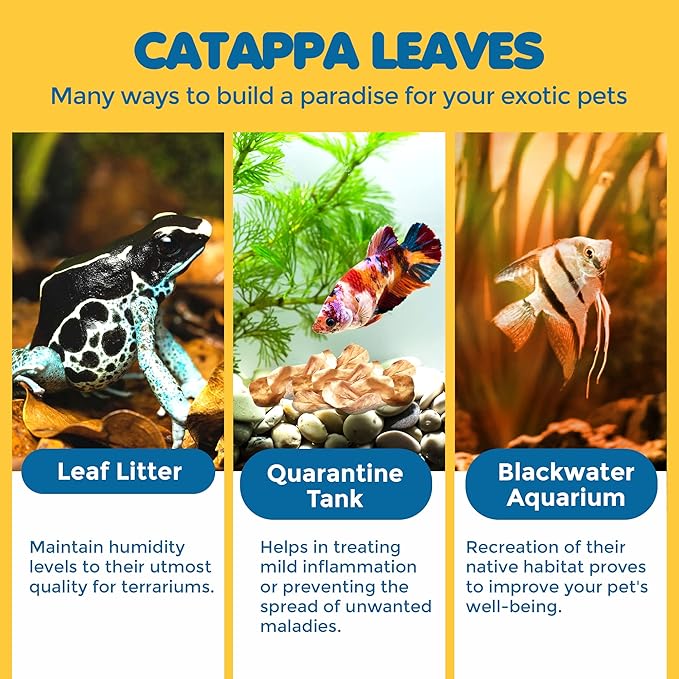 SunGrow 100 Pcs Mini Catappa Indian Almond Leaves for Betta Fish Aquarium, Shrimp, Frogs, Improves Habitat, Gives Tea Color, Helps in Lowering Aquarium Water pH, Improves Immunity