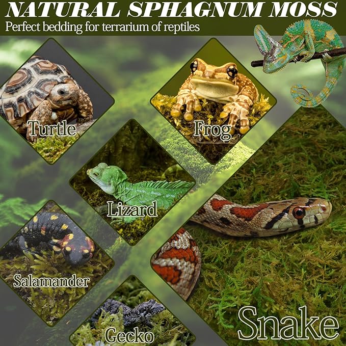 ZeeDix 8OZ Sphagnum Moss for Reptiles/Plants, Natural Reptile Moss Bedding for Tortoise Gecko Lizard Snake Hermit Crab Terrarium Habitat, Odor Control & Humidity Retention