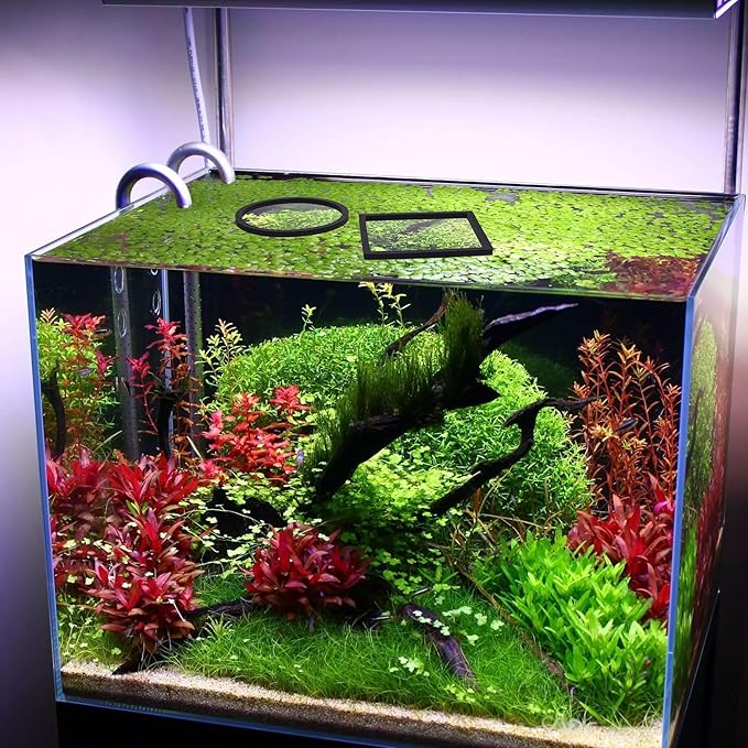 PAGOW 10pcs Fish Feeding Rings Set, Floating Aquarium Plant Corral, Round & Square Fish Feeder Rings for Fish Tank, Floating Plant Ring, Fish Tank Aquarium Accessories for Betta (Black)