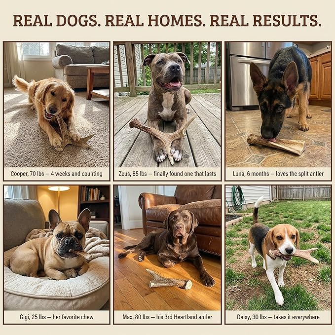 Heartland Deer Antlers for Dogs - Daily Dental Care Chews for Aggressive Chewers to Reduce Plaque & Prevent Destructive Behavior (Giant, 9+", 1-Pack, Grade A, USA Made)