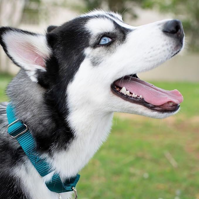 Country Brook Petz - Martingale Dog Collar - Heavy-Duty Training Collar with No Buckle - Service Dog Collar for All Pups - 20 Vibrant Colors (Teal, 1 Inch, Medium)