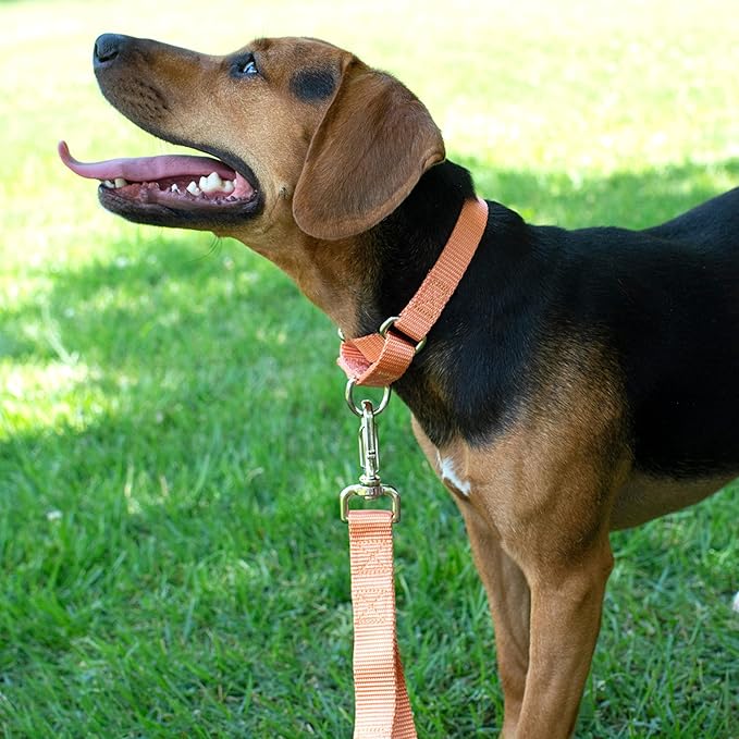 Country Brook Petz - Martingale Dog Collar - Heavy-Duty Training Collar with No Buckle - Service Dog Collar for All Pups - 20 Vibrant Colors (Mango, 1 Inch, Medium)