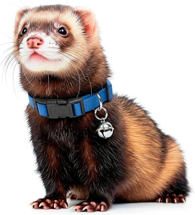 Marshall Pet Ferret Bell Collar Royal Blue