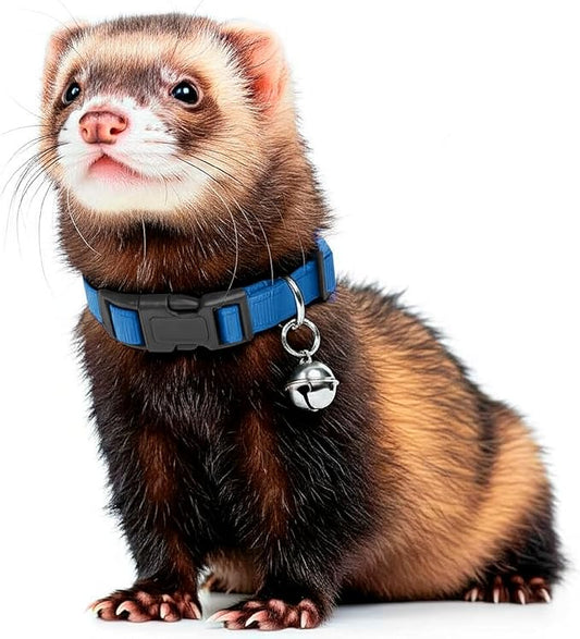 Marshall Pet Ferret Bell Collar Royal Blue