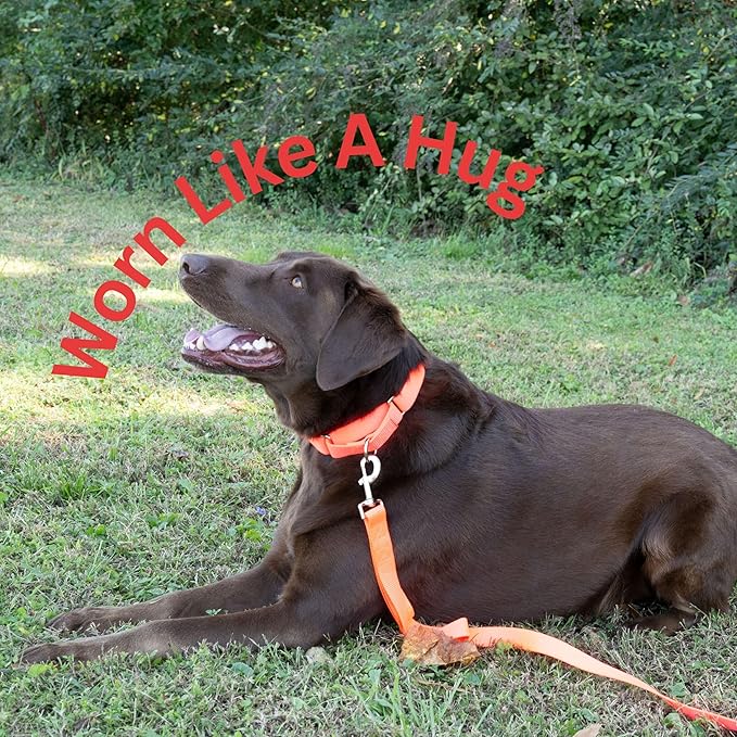 Country Brook Petz - Martingale Dog Collar - Heavy-Duty Training Collar with No Buckle - Service Dog Collar for All Pups - 20 Vibrant Colors (Hot Orange, 1 Inch, Large)