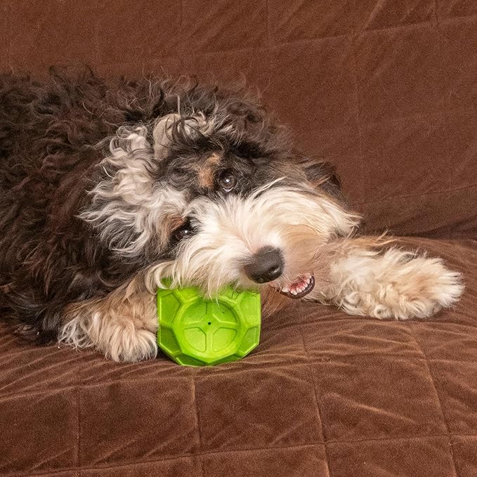 SPOT Geo Play Dual-Texture Cube Dog Toy – Durable Rubber & Foam, Squeaky, Floating, Treat-Dispensing Toy for Interactive Play, 3.5 Inches