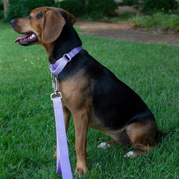 Country Brook Petz - Martingale Dog Collar - Heavy-Duty Training Collar with No Buckle - Service Dog Collar for All Pups - 20 Vibrant Colors (Lavender, 1 Inch, Medium)