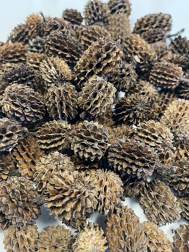 Alder & Casuarina Cones Betta Shrimp Tank Promotes Natural Habitat, Breeding, Tannin Producing Improves Immunity, Easy to Use, by Awesome Aquatic (25 Pack Casuarina)