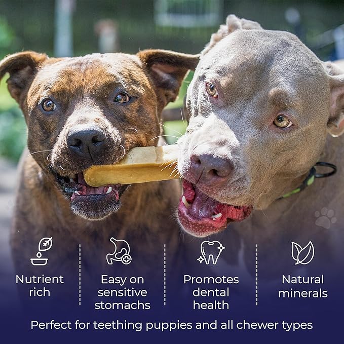 Devil Dog Pet Co. Himalayan Yak Cheese Dog Chews for Medium to Large Breeds & Aggressive Chewers - Long Lasting, Rawhide Free, High Protein - Cleaner Teeth, Anxiety & Boredom Relief - 6 Pack