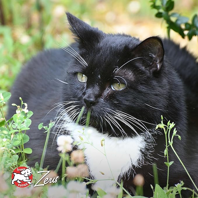 Fromm Four-Star Nutritionals Beef Livattini Veg Cat Food - Premium Dry Cat Food - Beef Recipe - 10 lb