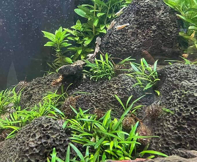 Liquid Gardens Alder Cones, 25 Pieces - Aquarium Botanicals, Tannins for Betta Fish, Alder Cones Aquarium, Fresh Water Shrimp Accessories