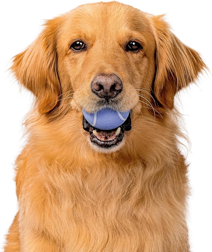 Playology Dog Toys | Squeaky Chew Ball for Dogs | Blueberry Scented Medium Dog Ball | Bouncy Floating Chew Toys for Fetch
