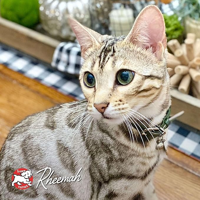 Fromm Four-Star Nutritionals Hasen Duckenpfeffer Cat Food - Premium Dry Cat Food - Rabbit Recipe - 4 lb
