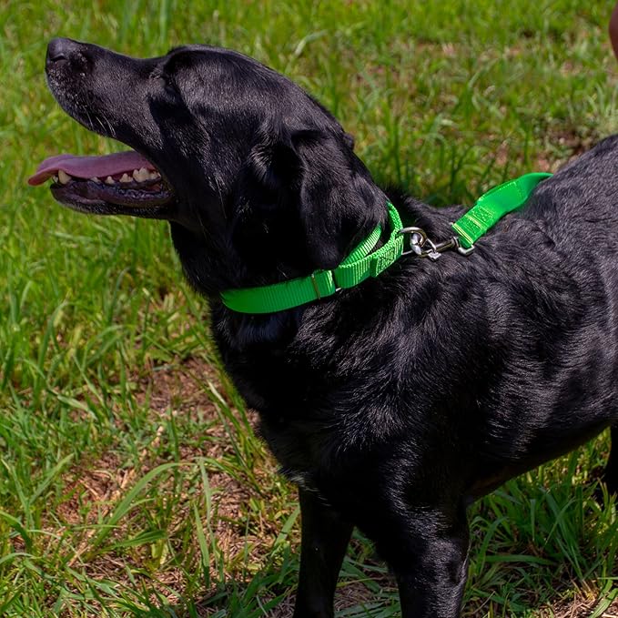 Country Brook Petz - Martingale Dog Collar - Heavy-Duty Training Collar with No Buckle - Service Dog Collar for All Pups - 20 Vibrant Colors (Hot Lime Green, 3/4 Inch, Small)