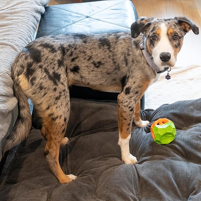 SPOT Geo Play Dual-Texture Cube Dog Toy – Durable Rubber & Foam, Squeaky, Floating, Treat-Dispensing Toy for Interactive Play, 3.5 Inches (Pack of 2)