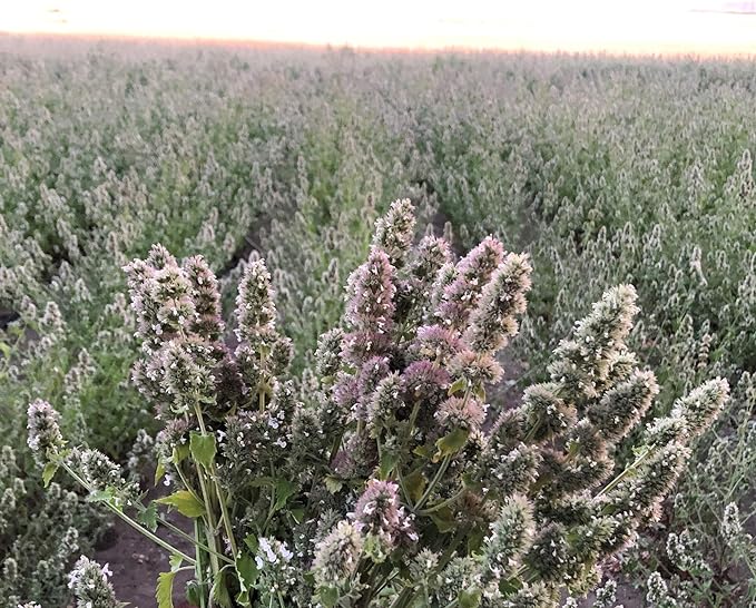 from The Field | Ultimate Blend Catnip & Silver Vine | Premium USA-Grown Catnip for Toys & Playtime | Fresh, Potent, Non-Toxic, Eco-Friendly | Safe for Kittens & Cats | Resealable 2 Oz Tub
