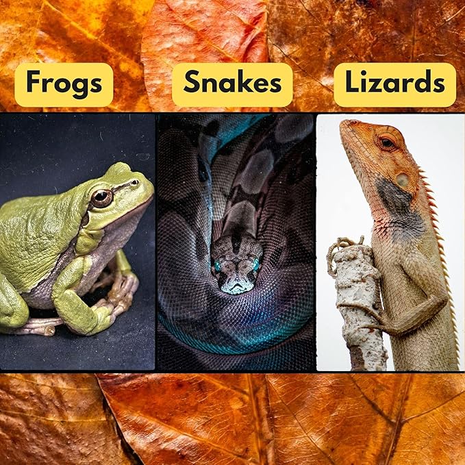 Leaf Litter for Snakes 30Pcs Indian Almond Catappa Leaves 8" Reptile Tank Substrate Corn Snake & Ball Python,Isopods - Maintains Humidity, Bioactive Vivarium Bedding & Terrarium Decor