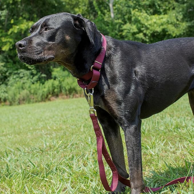 Country Brook Petz - Martingale Dog Collar - Heavy-Duty Training Collar with No Buckle - Service Dog Collar for All Pups - 20 Vibrant Colors (Burgundy, 1 Inch, Large)