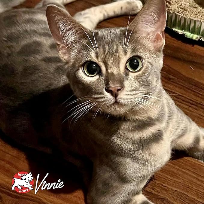 Fromm Four-Star Nutritionals Chicken Au Frommage Cat Food - Premium Dry Cat Food - Chicken Recipe - 4 lb