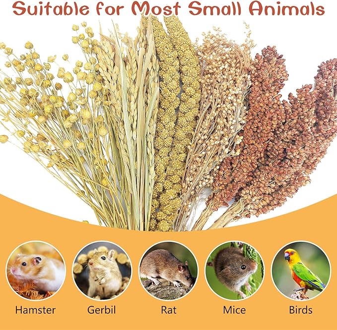 Fhiny Natural Hamster Sprays Edible Hamster Bedding Air-Dried Grain Set for Habitat Decor Mice Cage Accessories for Gerbils Lemmings Parrots Rats and Other Small Animals（0.4lb）