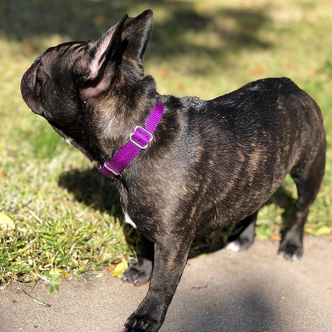 Country Brook Petz - Martingale Dog Collar - Heavy-Duty Training Collar with No Buckle - Service Dog Collar for All Pups - 20 Vibrant Colors (Purple, 3/8 Inch, 2XS)
