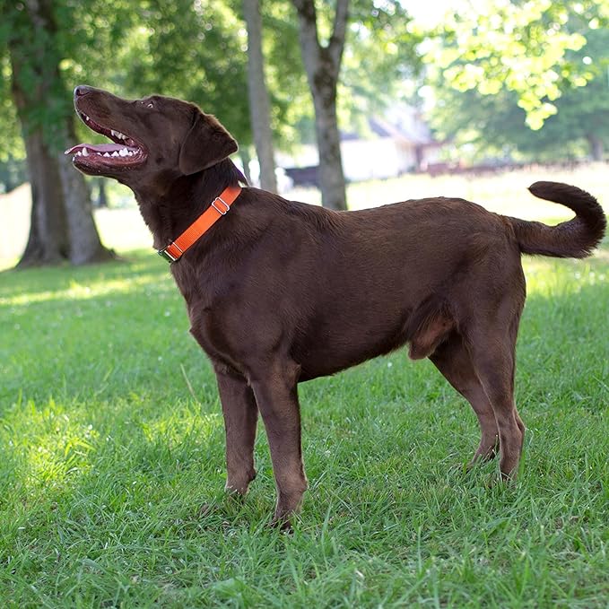 Country Brook Petz - Martingale Dog Collar - Heavy-Duty Training Collar with No Buckle - Service Dog Collar for All Pups - 20 Vibrant Colors (Orange, 1 Inch, Medium)