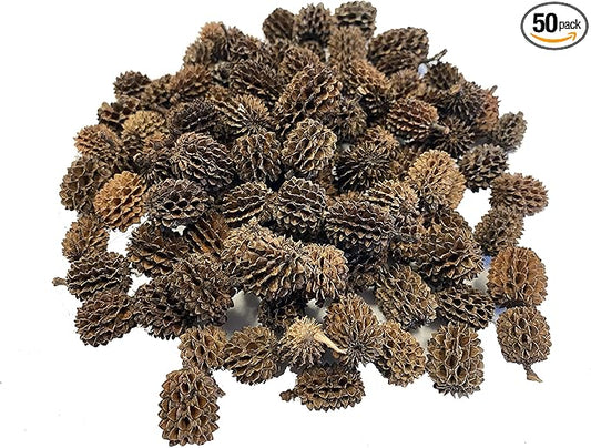 Alder & Casuarina Cones Betta Shrimp Tank Promotes Natural Habitat, Breeding, Tannin Producing Improves Immunity, Easy to Use, by Awesome Aquatic (50 Pack Casuarina)