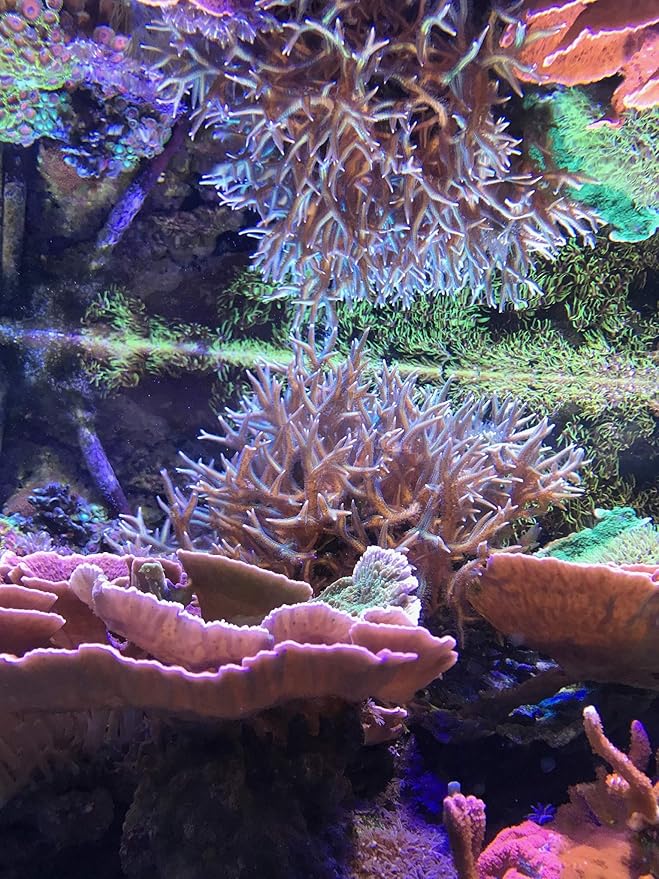 Seachem Reef Complete 500ml