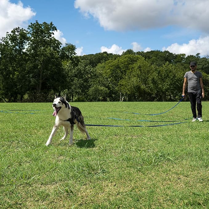 Hi Kiss Dog/Puppy Obedience Recall Agility Lead - 15ft 20ft 30ft 50ft 100ft Leash - Great for Training, Play, Camping, or Backyard - Orange 20ft