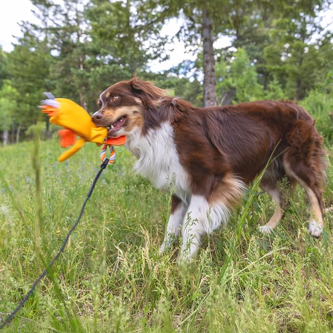 Flirt Pole Replacement Toy - Multi-Sensory Tough Tug Toy for Mighty StrongBite Flirt Pole for Dogs, Teaser Wand Attachment Lure (Duck)