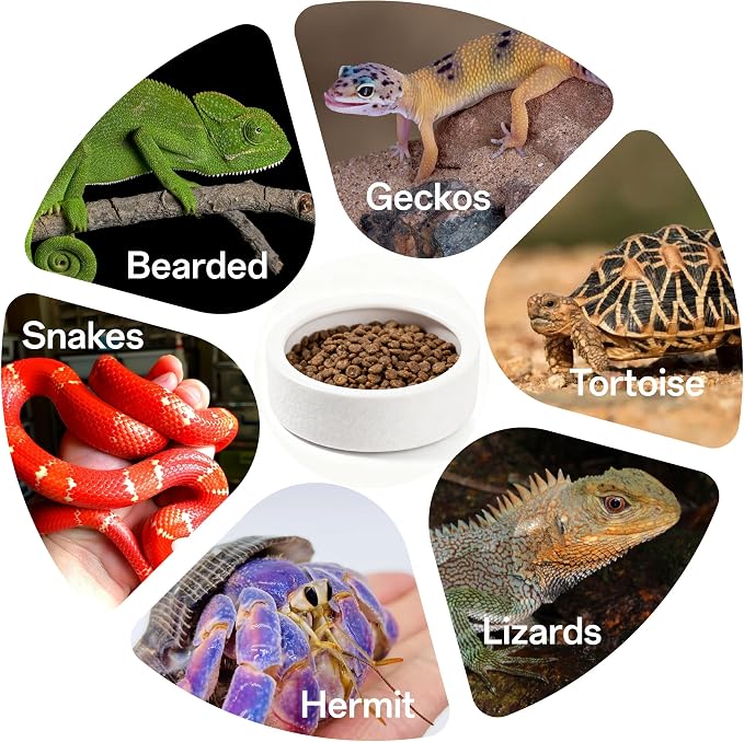 Escape-Proof Reptile Food Dish Bowl, Ceramic Reptile Feeding Dish & Small Animal Bowl for Lizard, Leopard Gecko, Hermit Crab, Hamster, Anti Escape Live Food & Water Dish (3x1in) 2PCS