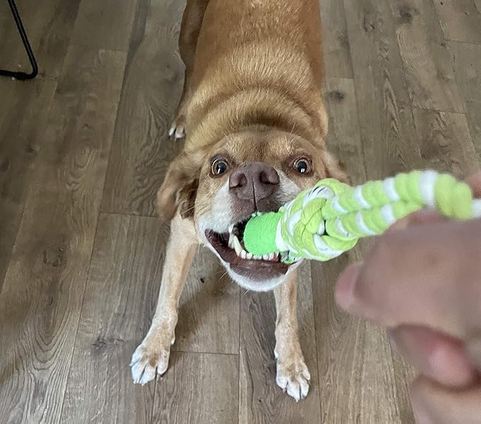 2 Piece Dog Training Ball on Rope, Cotton Rope Ball, Tug Ball Toy, Tough Rope Toy, Non-Toxic and Durable Dog Toys for Big and Small Dogs…