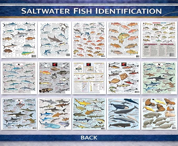 Saltwater Fish Identification Chart Set - Waterproof Quick Reference Fishing Guides - 100+ Species ID - (Atlantic and Pacific) - Double-Sided & Easy to Read - Great Gift for Beginners