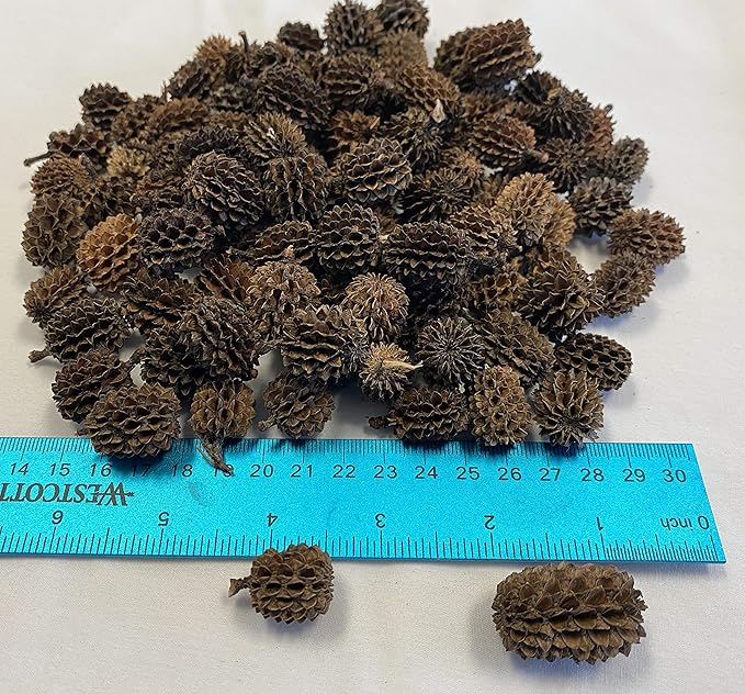 Alder & Casuarina Cones Betta Shrimp Tank Promotes Natural Habitat, Breeding, Tannin Producing Improves Immunity, Easy to Use, by Awesome Aquatic (50 Pack Casuarina)