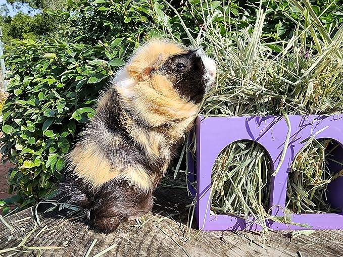 Hay Feeder Closed Bottom Natural Pine Wood Arch Guinea Pig Hay Rack with Option to Attach to Cage (Deep Lilac with Bottom)